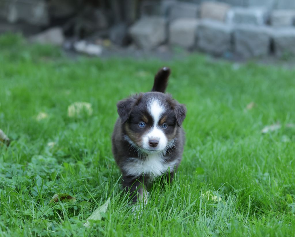 l'Arche de Lou - Berger Américain Miniature  - Portée née le 10/09/2024