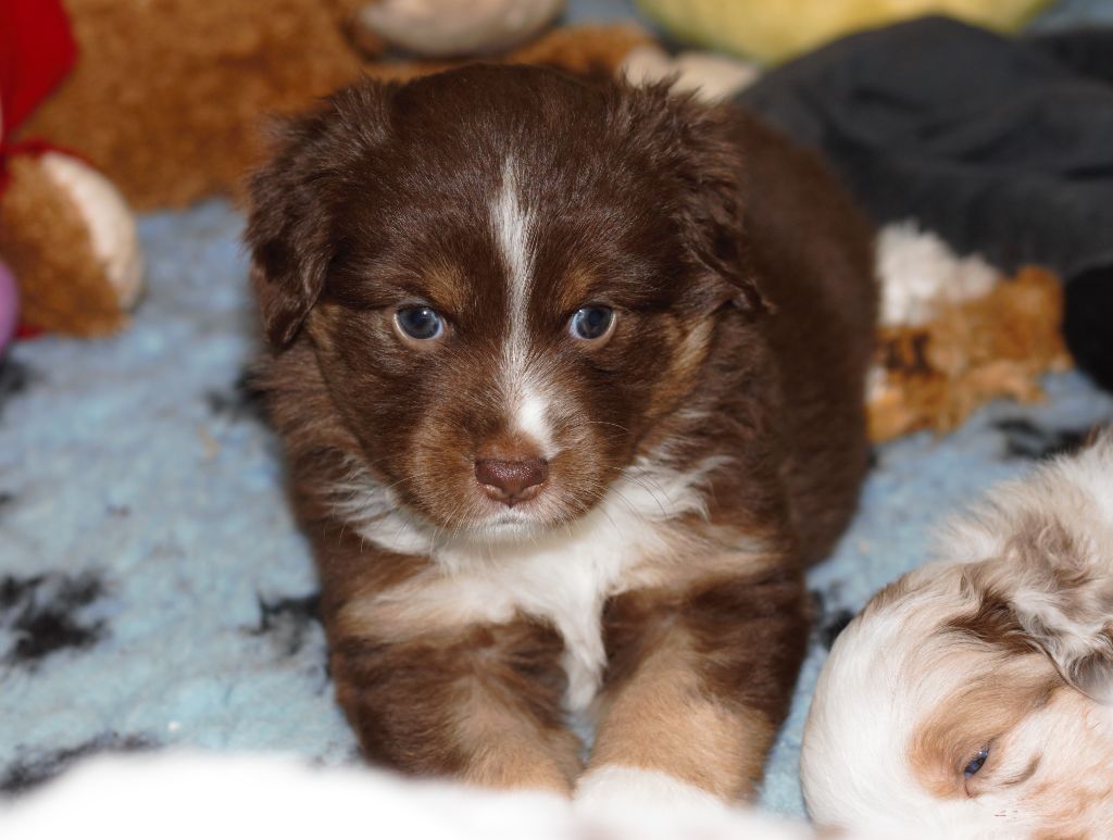 l'Arche de Lou - Berger Américain Miniature  - Portée née le 12/10/2020