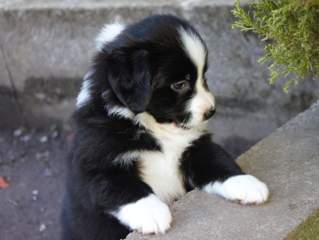 l'Arche de Lou - Berger Américain Miniature  - Portée née le 30/07/2022