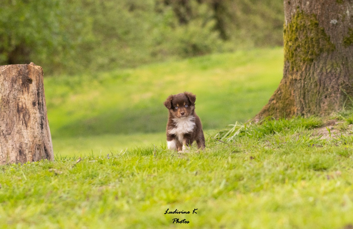 l'Arche de Lou - Chiots disponibles - Berger Américain Miniature 
