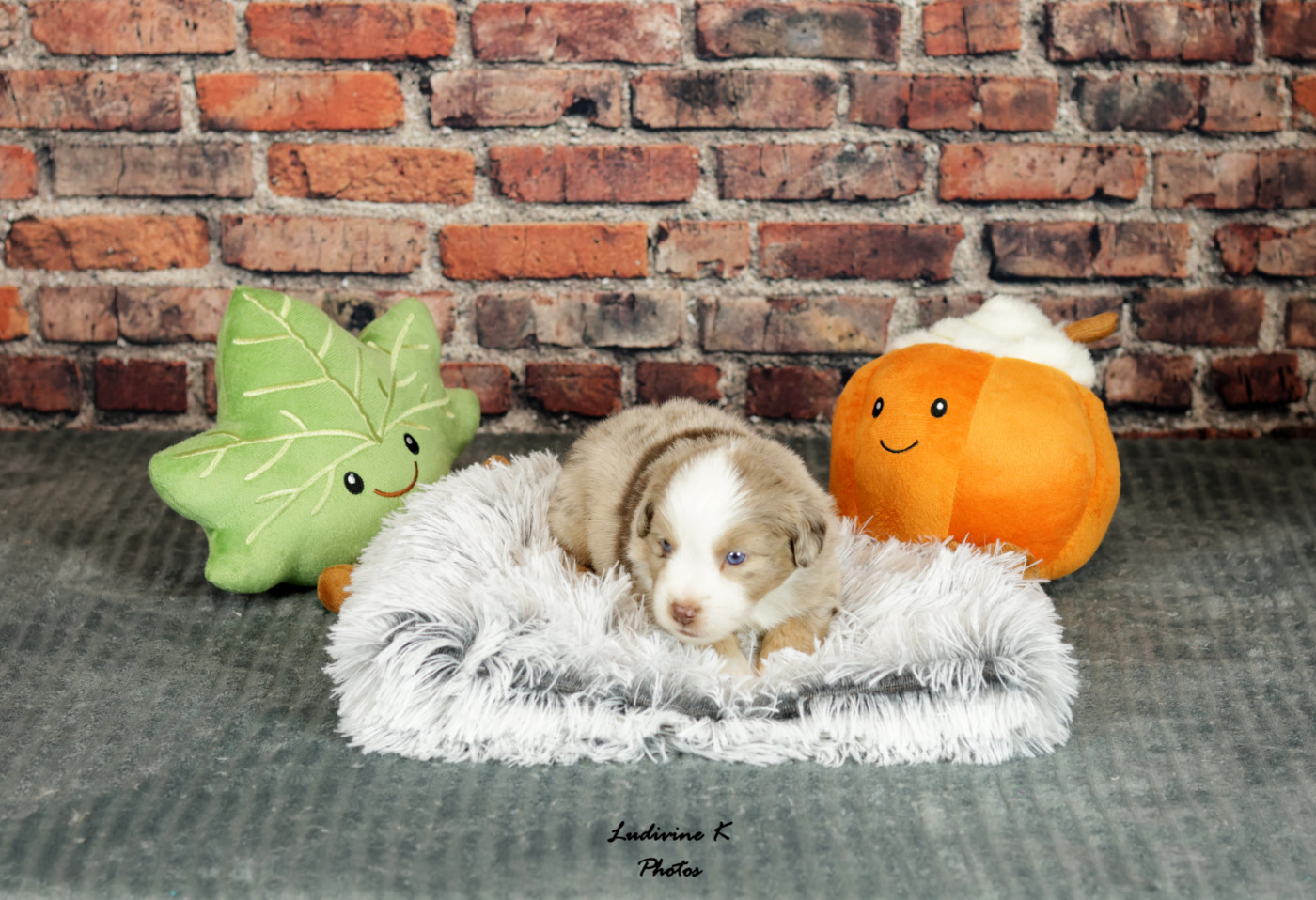 l'Arche de Lou - Chiots disponibles - Berger Américain Miniature 