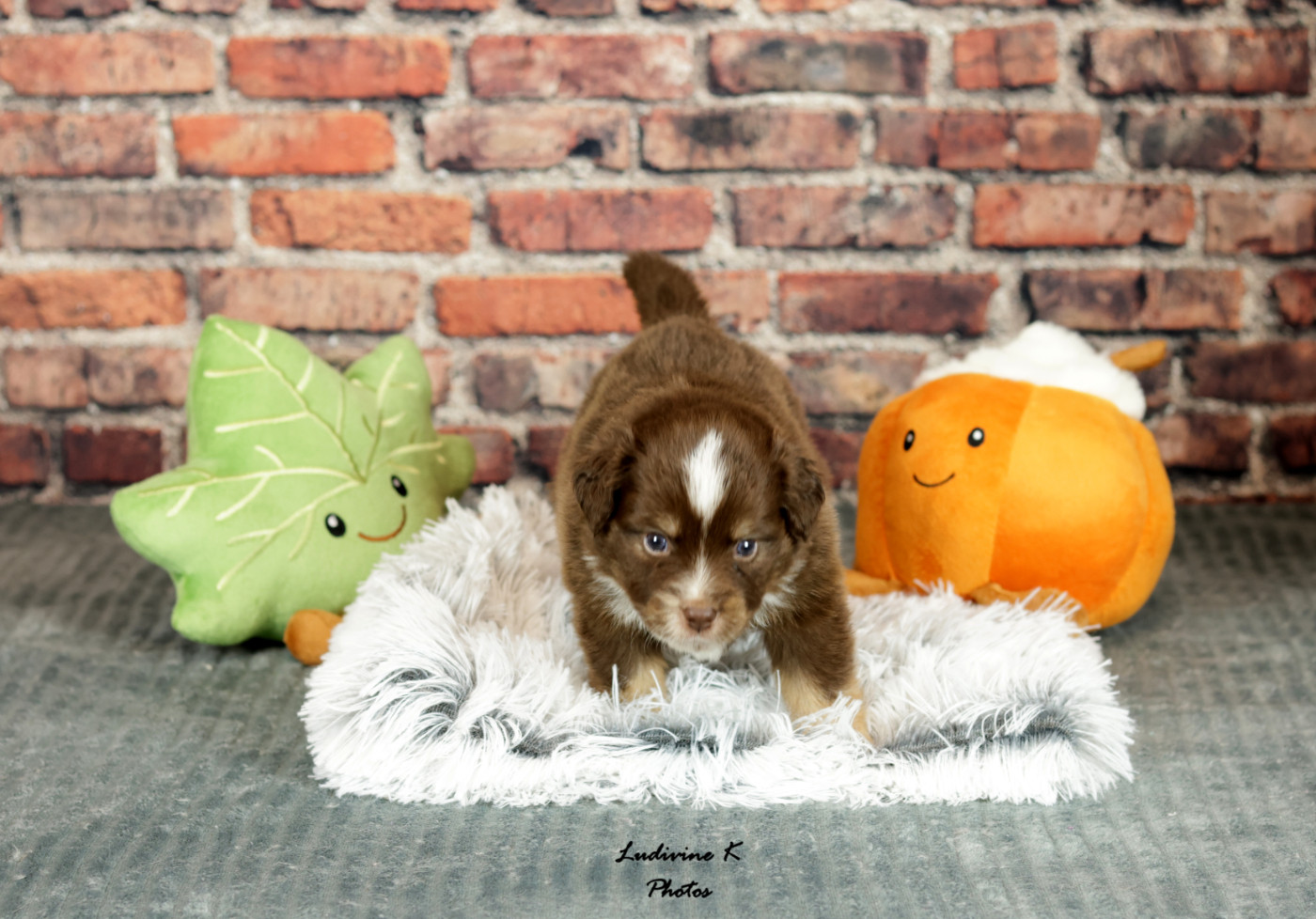 l'Arche de Lou - Chiots disponibles - Berger Américain Miniature 