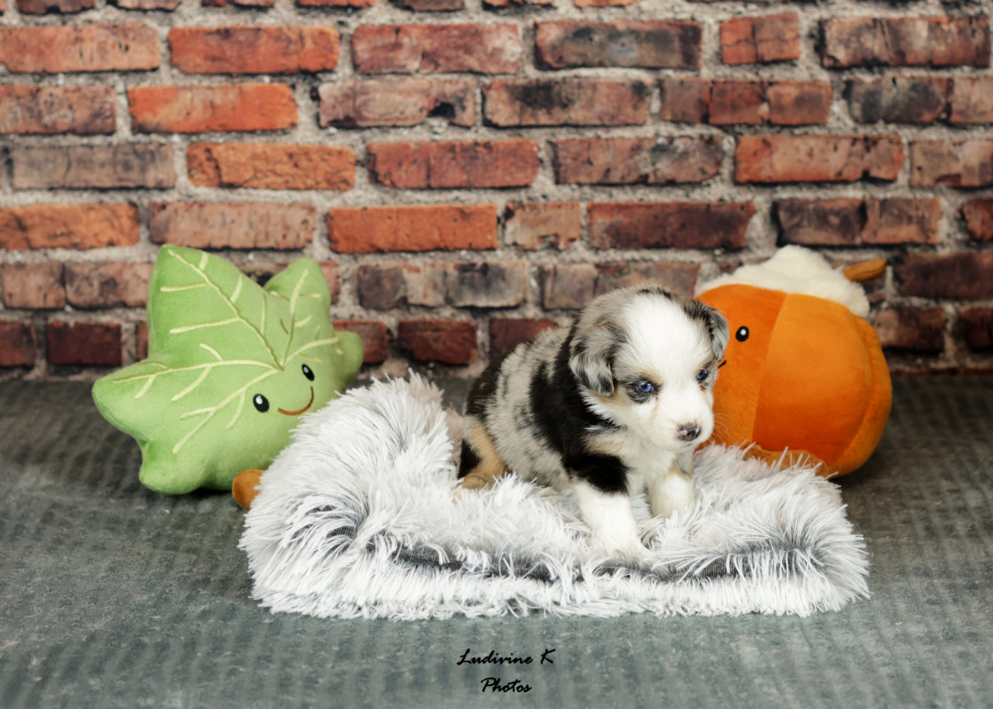 l'Arche de Lou - Chiots disponibles - Berger Américain Miniature 