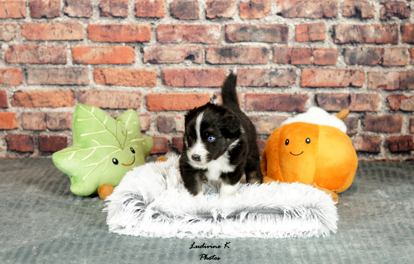 l'Arche de Lou - Chiots disponibles - Berger Américain Miniature 