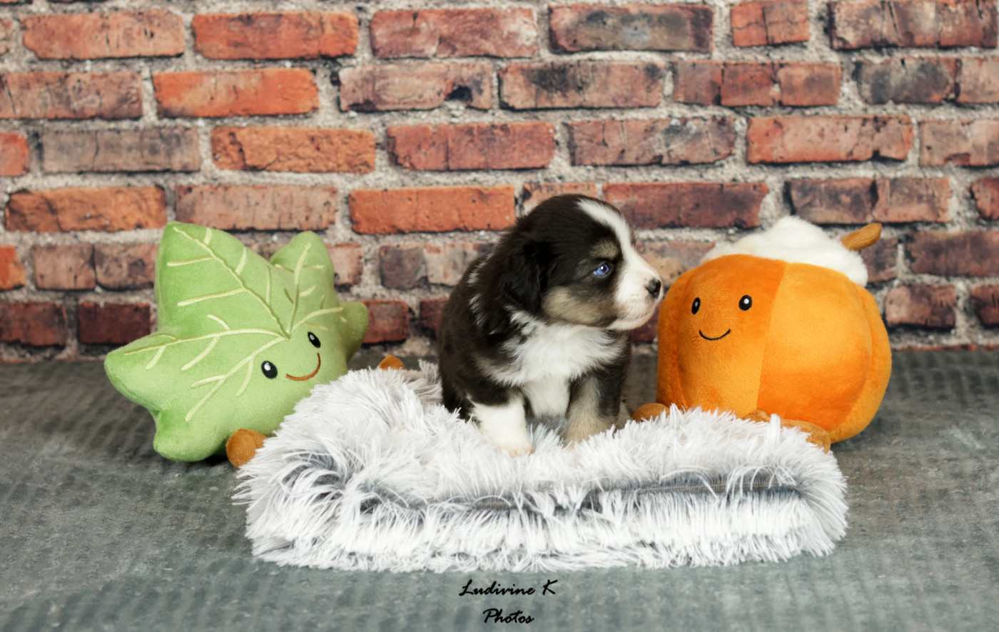 l'Arche de Lou - Chiots disponibles - Berger Américain Miniature 