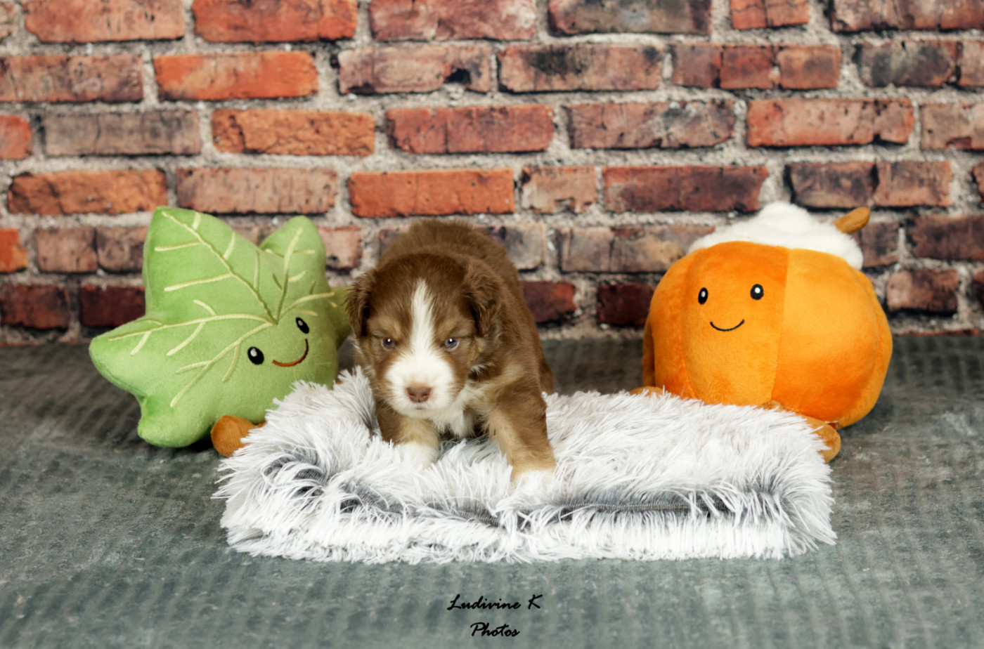 l'Arche de Lou - Chiots disponibles - Berger Américain Miniature 