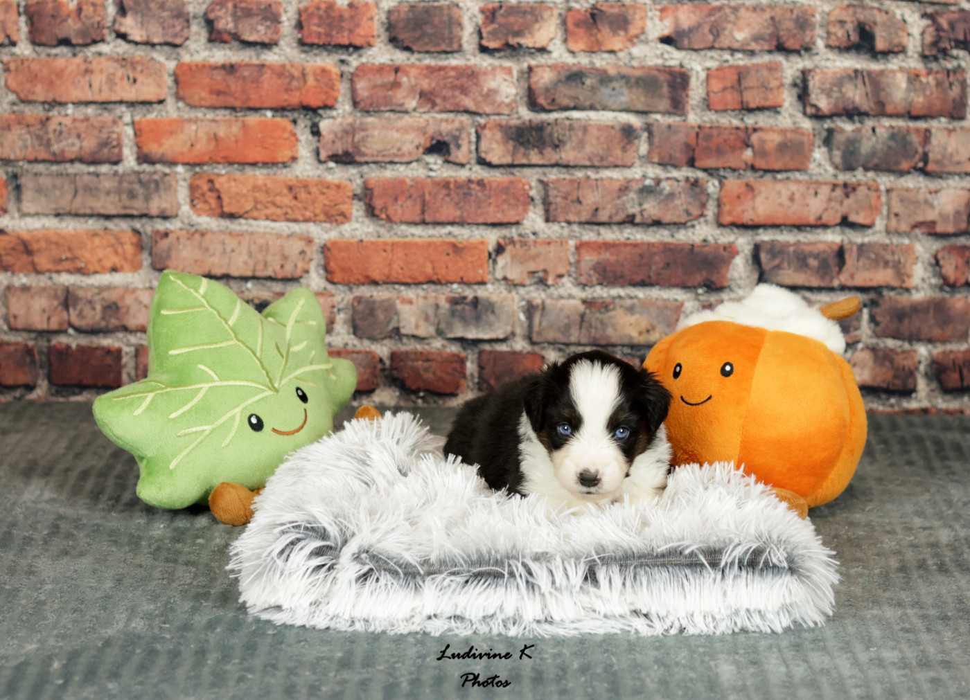 l'Arche de Lou - Chiots disponibles - Berger Américain Miniature 