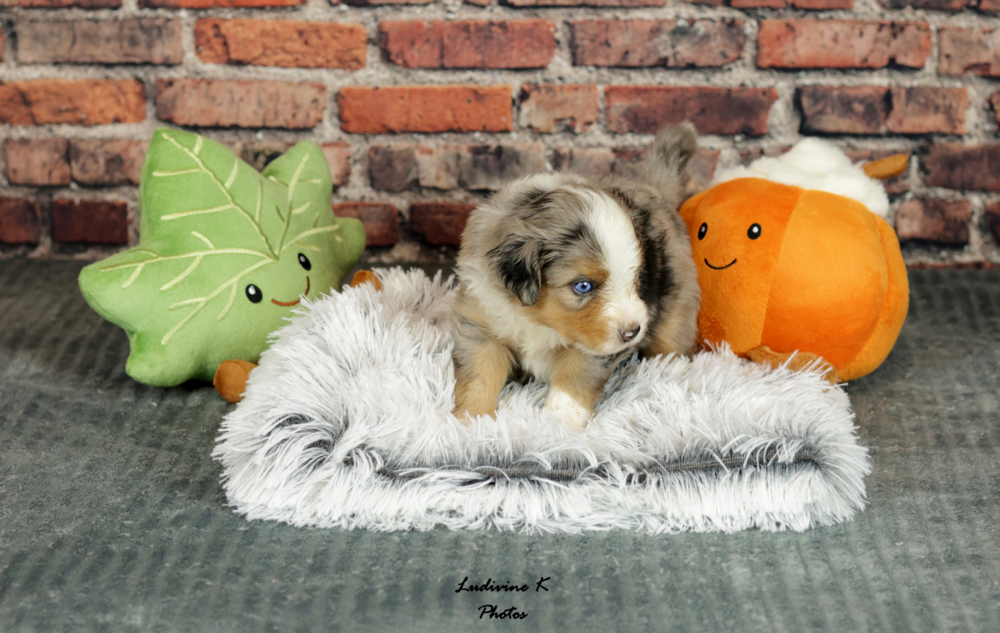 l'Arche de Lou - Chiots disponibles - Berger Américain Miniature 
