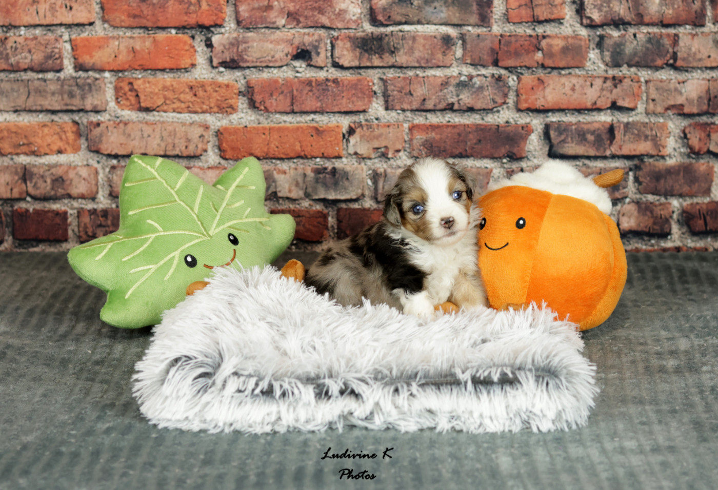 l'Arche de Lou - Chiots disponibles - Berger Américain Miniature 