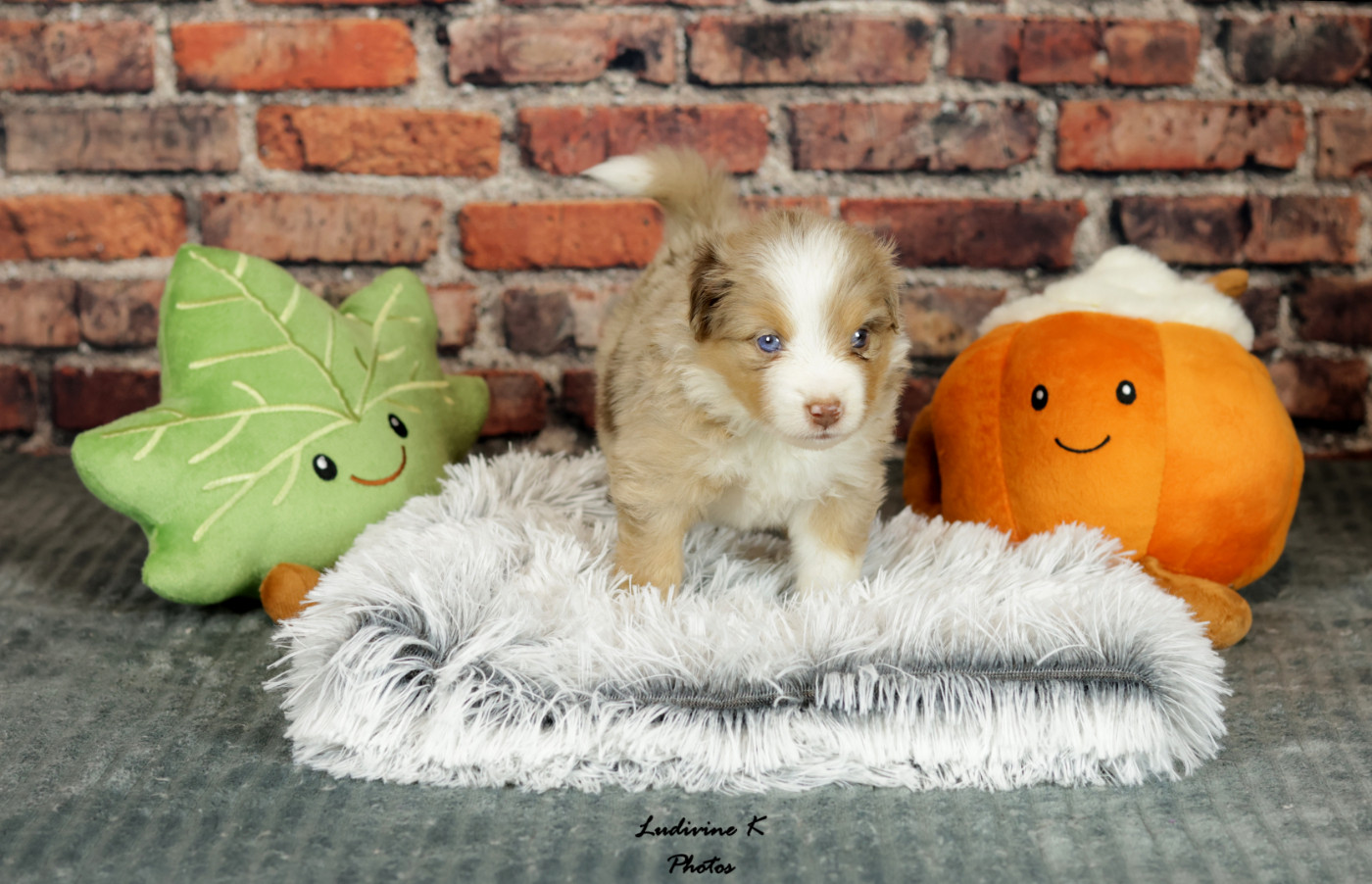 l'Arche de Lou - Chiots disponibles - Berger Américain Miniature 