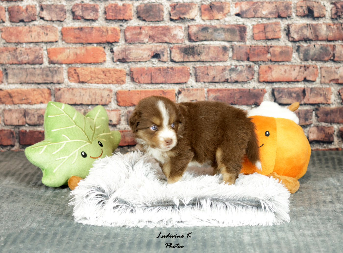l'Arche de Lou - Chiots disponibles - Berger Américain Miniature 