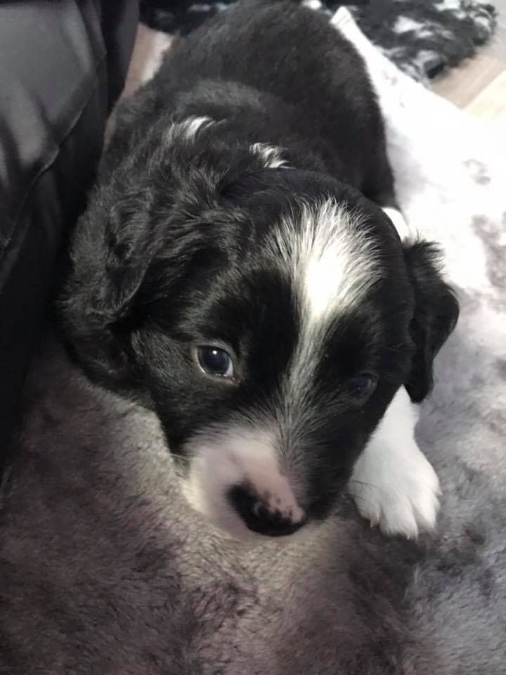 l'Arche de Lou - Berger Américain Miniature  - Portée née le 10/10/2019