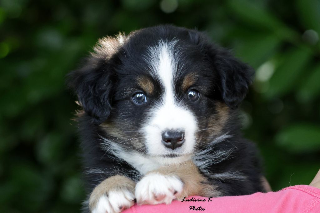 l'Arche de Lou - Berger Américain Miniature  - Portée née le 13/09/2024