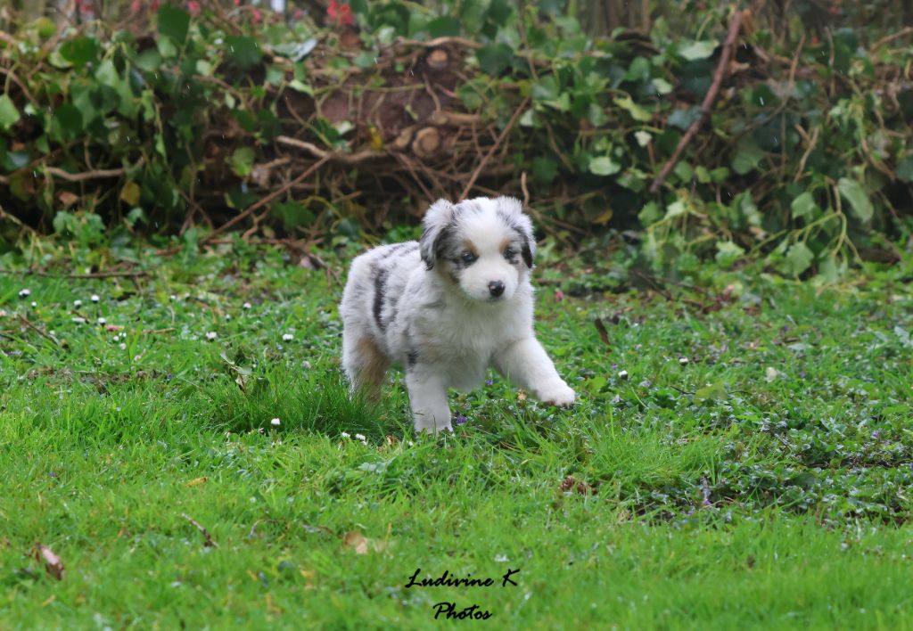 l'Arche de Lou - Berger Américain Miniature  - Portée née le 27/01/2024