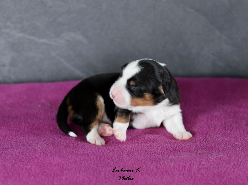 l'Arche de Lou - Chiots disponibles - Berger Américain Miniature 