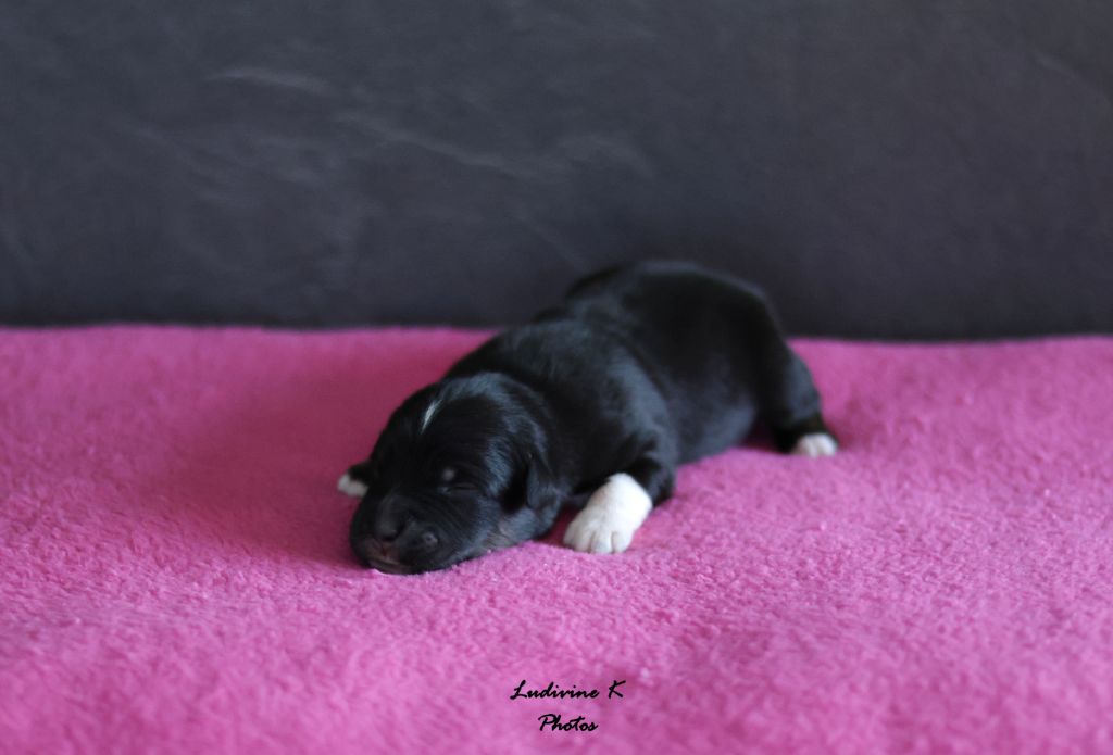 l'Arche de Lou - Chiots disponibles - Berger Américain Miniature 