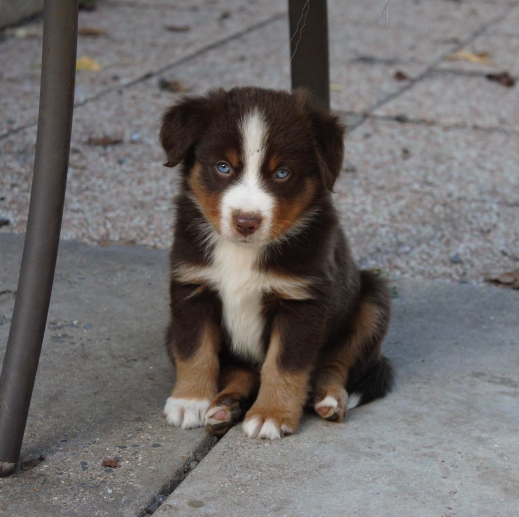 l'Arche de Lou - Berger Américain Miniature  - Portée née le 27/07/2022